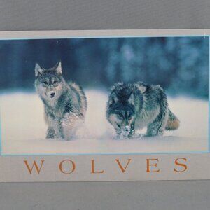Vintage Postcard - Wolves in Snow - Dexter Press